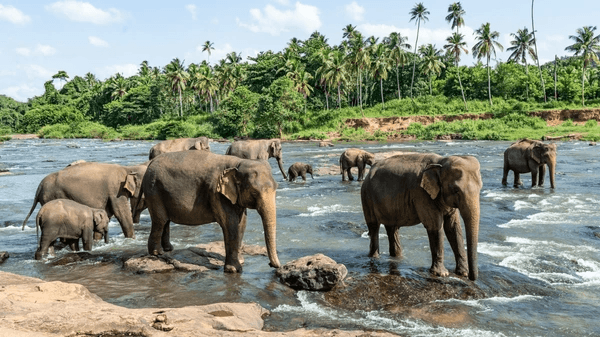 Day 1 – Airport to Pinnawala to Kandy